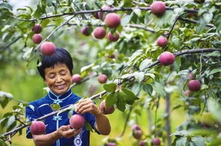 9月农时农事 草莓管理 阿里将在2019 农民丰收节 期间助销10亿件农货 红梨飘香富农家 74个玉米新品种通过山东审定