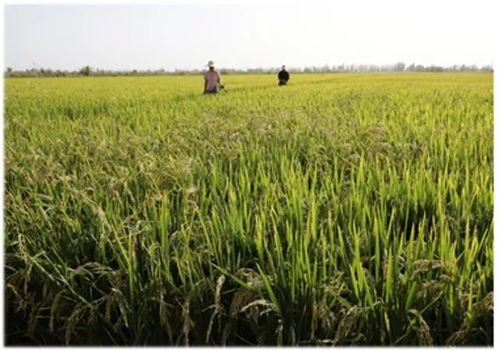 我国汉唐时期西域栽培水稻疏议