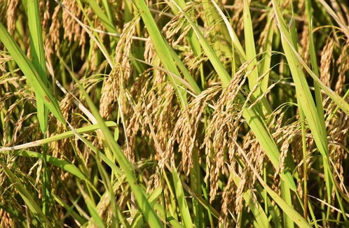 海南文昌 科学种植 千余亩水稻喜获丰收