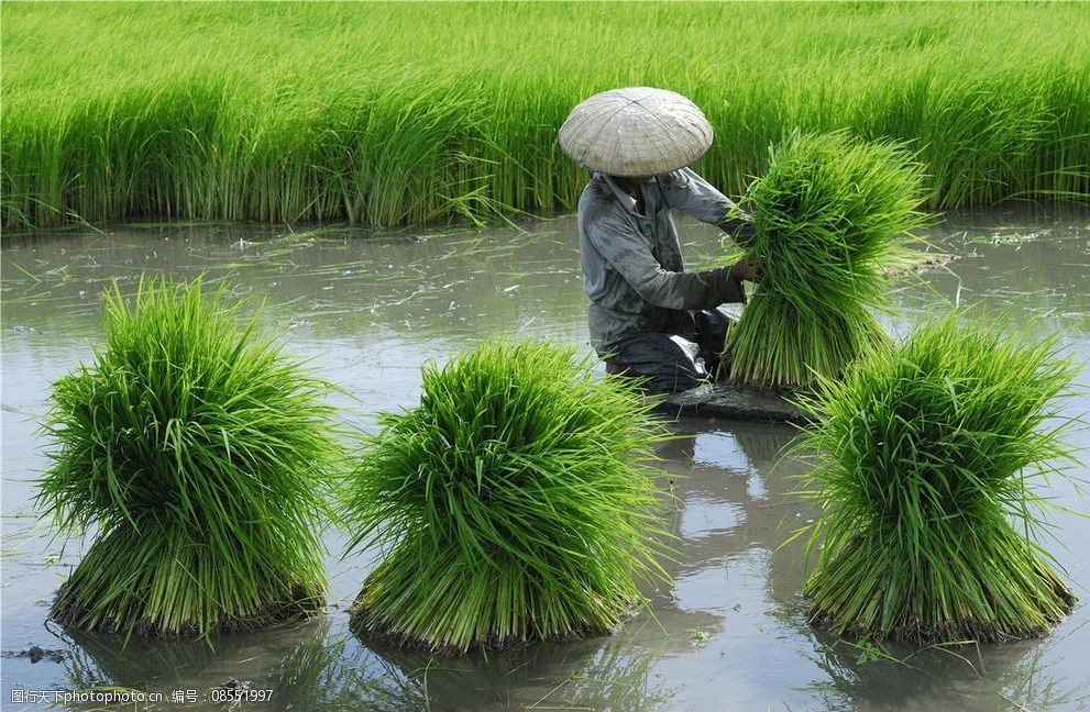 水稻种植图片