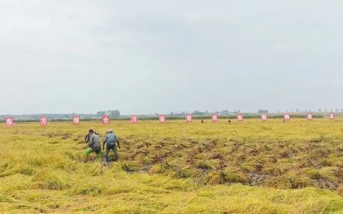 东方集团东方粮仓五常示范园区水稻种植基地开展秋收工作