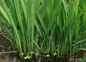 水稻种植硅肥施用讨论